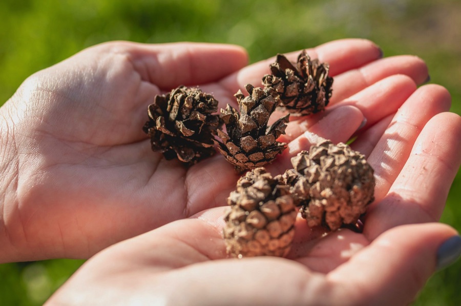 hands holding fircones