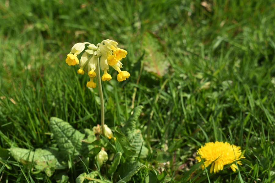 Cowslip