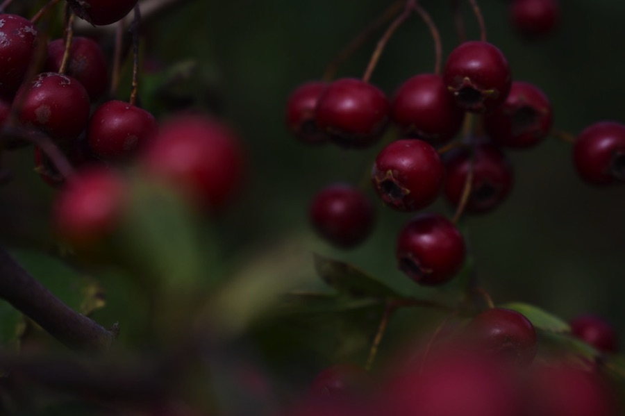 Hedgerow berries