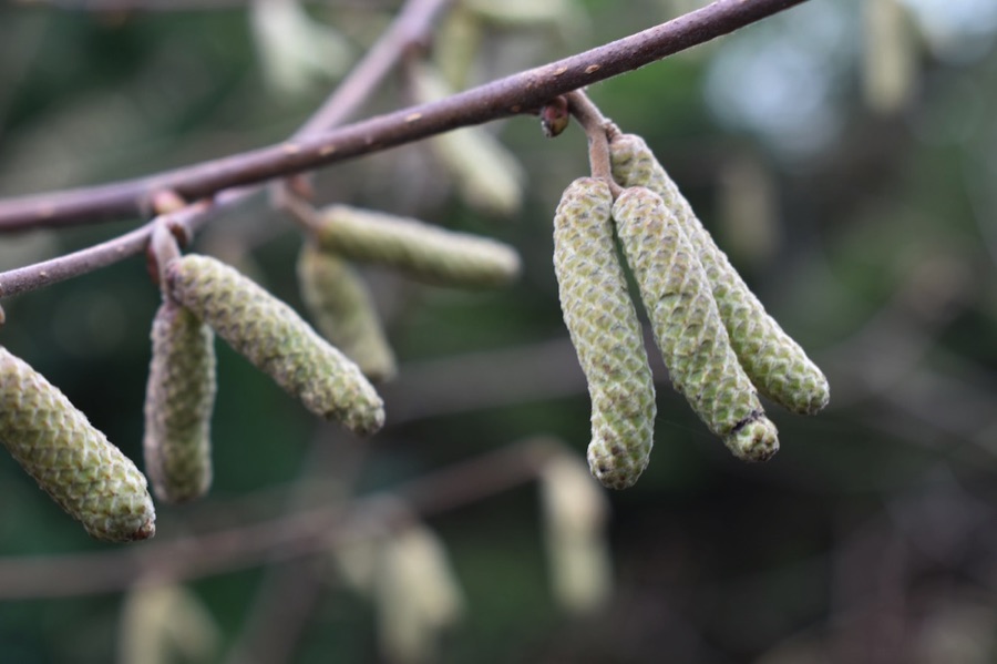 Catkins