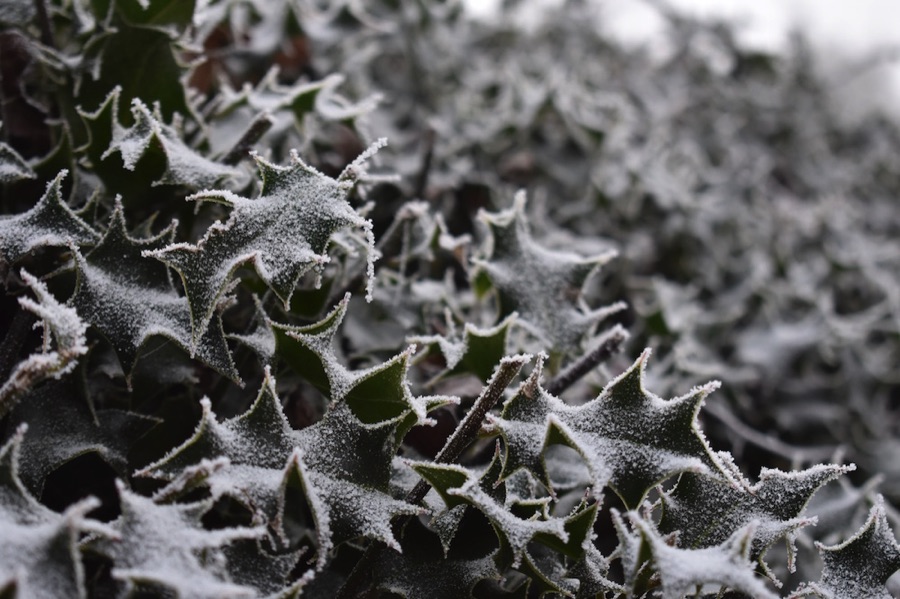 Holly covered with frost