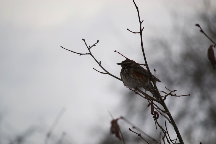 Redwing in a tree