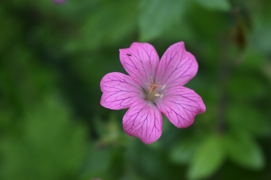 Cranesbill