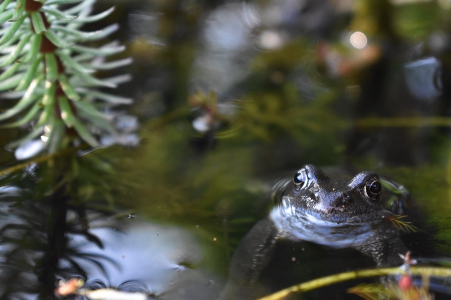 Frog