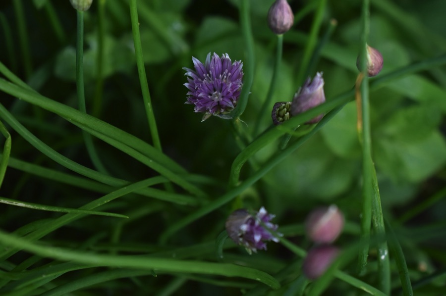 Purple chive flowers