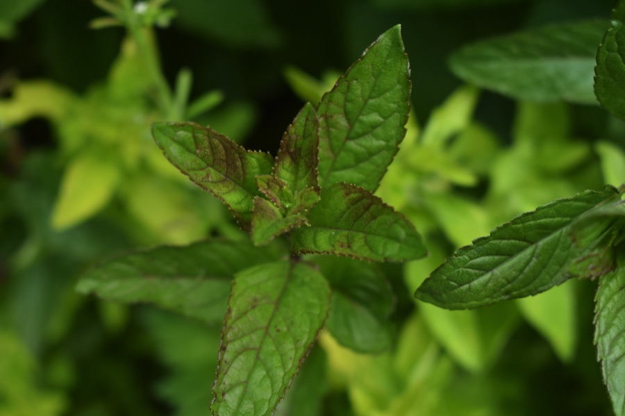 Mint growing in a garden