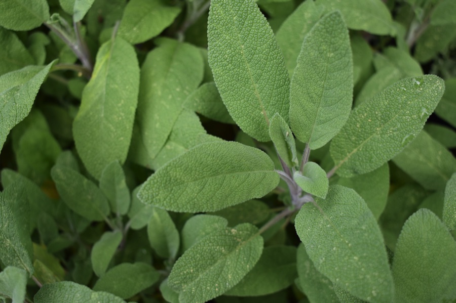 Sage