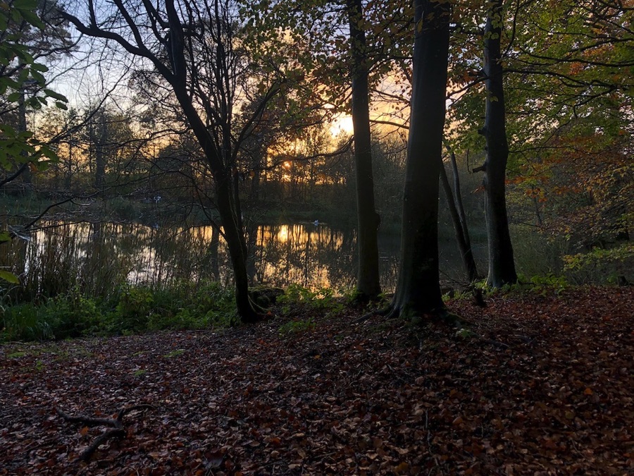 Trees surrounded by autumn leaves next to a pond, in golden sunlight