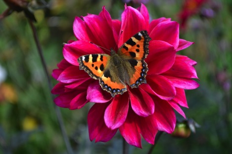 Tortoiseshell butterfly on bright pink flower