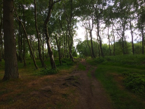 Woodland walk
