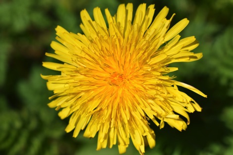 Yello dandelion flower