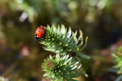 Ladybird on a green plant