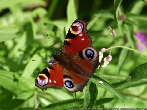 Peacock butterfly