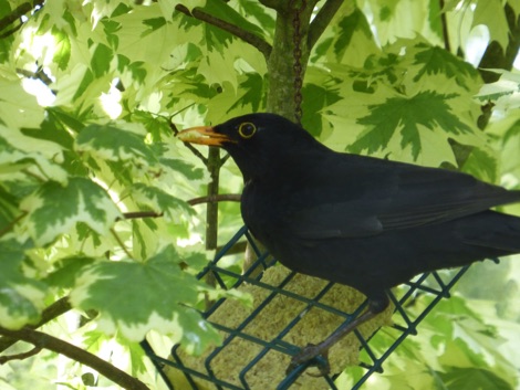 Blackbird on a suet block feeder, surrounded by green leaves
