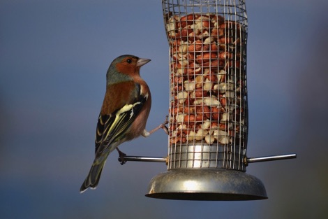 Chaffinch on a feeder