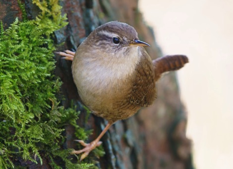 Wren