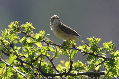 Chiffchaff