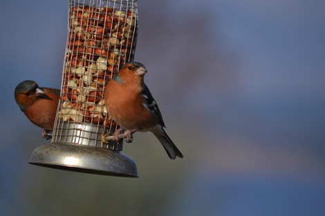 Chaffinches on a bird feeder