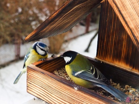 Blue tit and great tit on a bord feeder