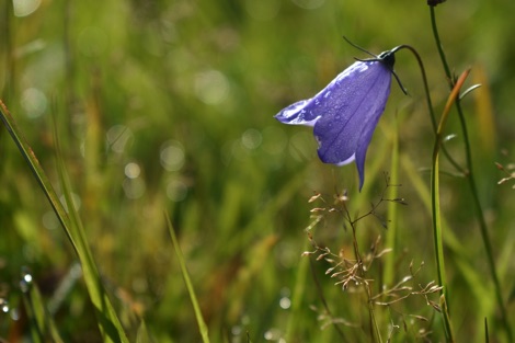 Harebell