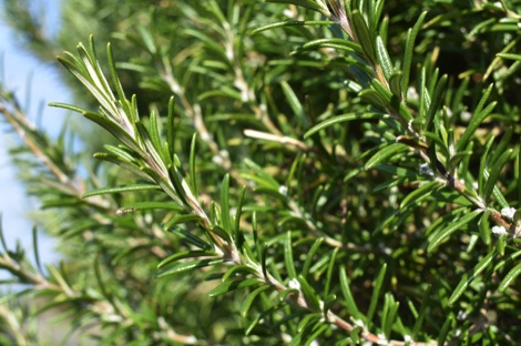 Rosemary plant