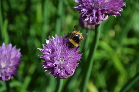 Bumblebee on chive flower