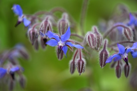 Borage