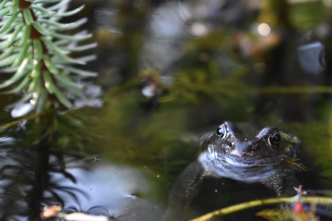 Frog