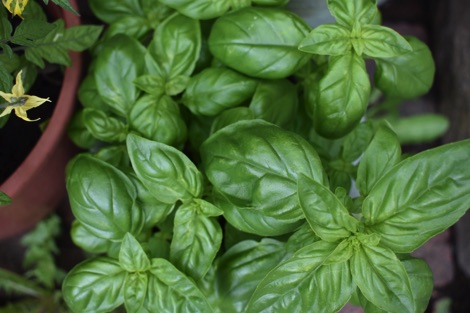 Basil