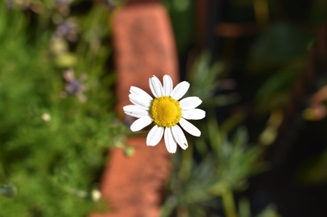 Chamomile flower