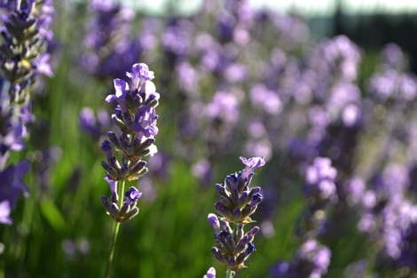 Purple lavender flowers