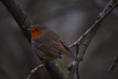 Robin
