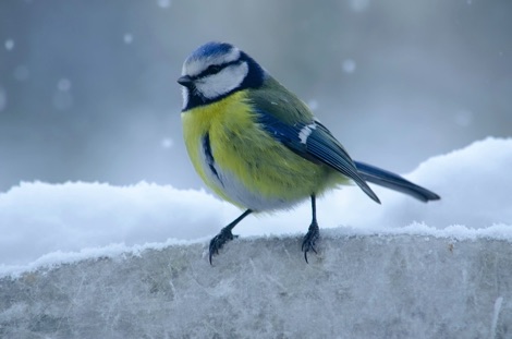 Blue tit in the snow