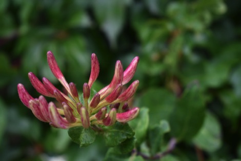 Honeysuckle flower