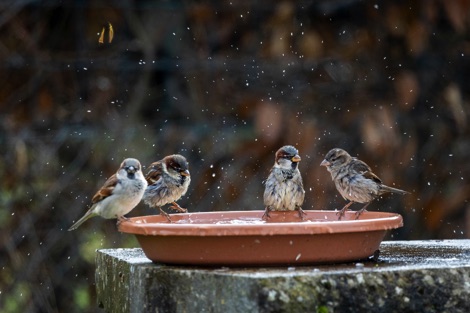 Sparrows on a saucer of water