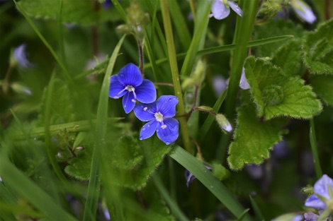 Speedwell growing in long grass