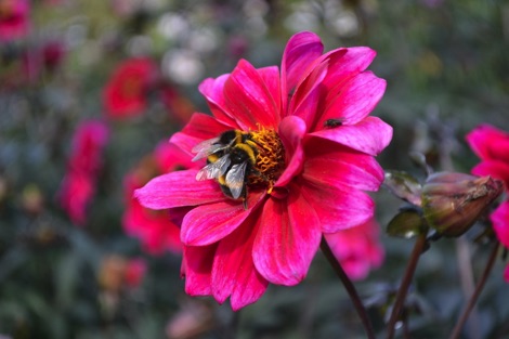 Bumblebees on flowers at Chatsworth
