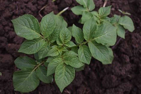 Potato plant