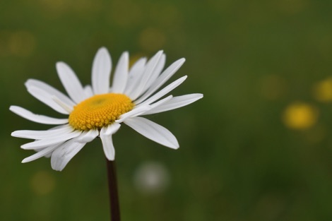 Daisy