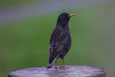 Starling perching on a log
