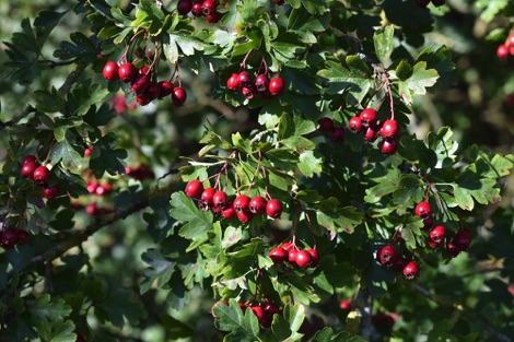 Hawthorn berries