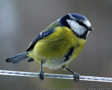 Blue tit