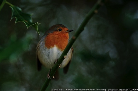 Robin in a holly bush