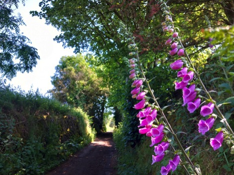Foxgloves