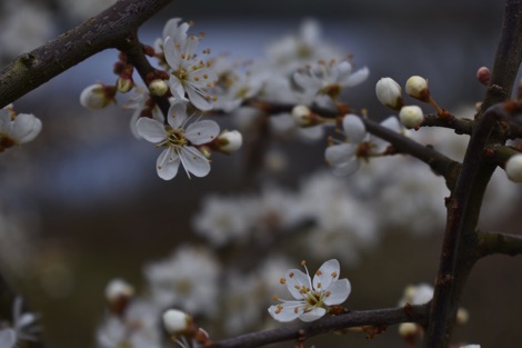 Blackthorn blossoms