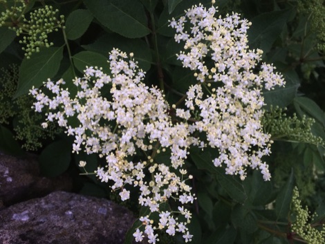 Elder flowers