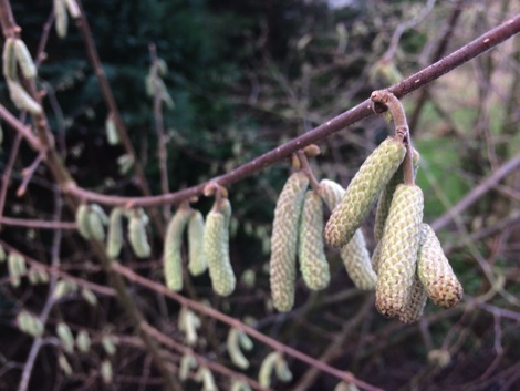 Hazel catkins