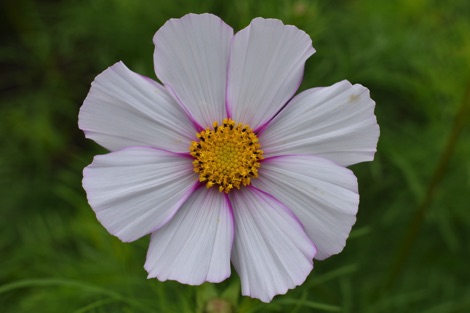 White flower with yellow centre
