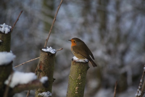 Robin perched on a snowy tree trunk
