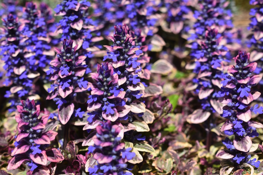 Purple bugle flowers